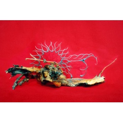 CHeval Soleil - Forge Brame Soif